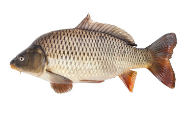 Carp isolated on white background