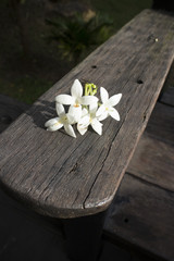 Fototapeta premium White colored Indian cork flower on the bench