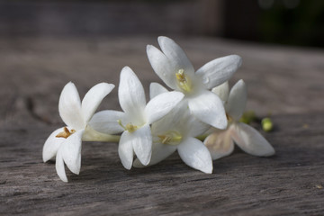 White colored Indian cork flower on the bench