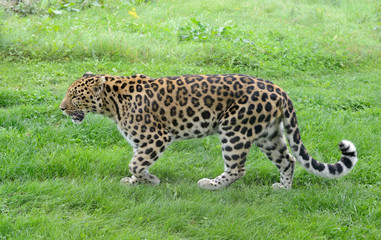 Fototapeta na wymiar Leopard active