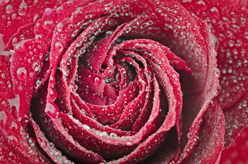 rose is with drops of dew