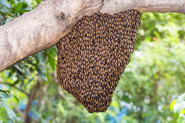 Giant honey bees