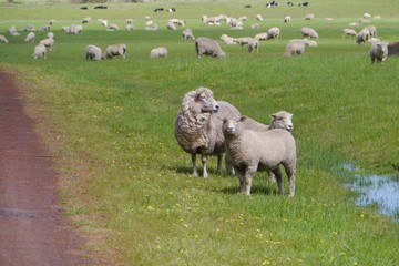 Fototapeta premium Australian sheep on the fields of South Australia