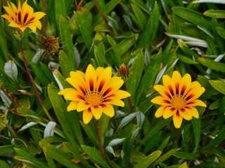 Orange beach daisies or capeweed at the beach of Australia