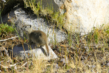 Chien de prairie à Tuolumne meadows