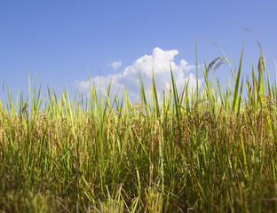 Obraz premium rice fields