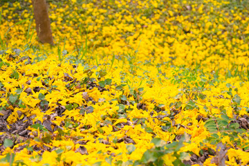 Yellow flower