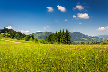 Fototapeta premium coniferous forest on a mountain slope