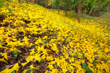 Trumpet tree (flower yellow)