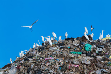 Fototapeta premium Bird on mountain of garbage