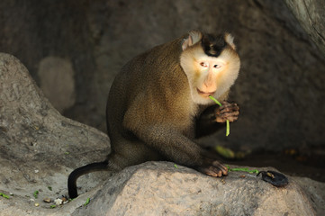 Macaca fascicularis eating bean