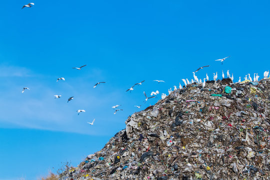 Bird on mountain of garbage