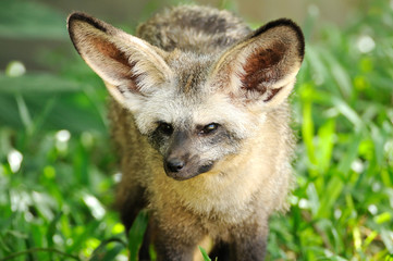 Fototapeta premium Single bat-eared-fox in public zoo,