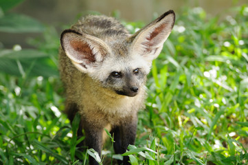 Single bat-eared-fox in public zoo,
