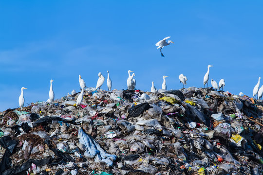 Bird on mountain of garbage
