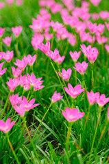 Obraz na płótnie Canvas Pink Rain Lily or rose pink zephyr lily, Zephyranthes carinata.