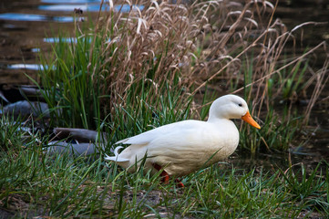 duck in the grass