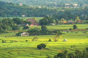 Golden field rice