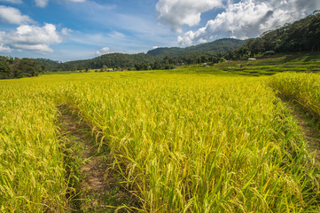 Golden field rice