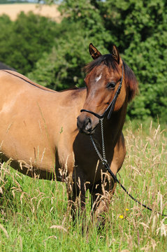 Quarter Horse J&auml;hrling