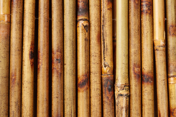 Bamboo