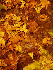 Autumn leaves background