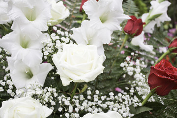 White and red roses