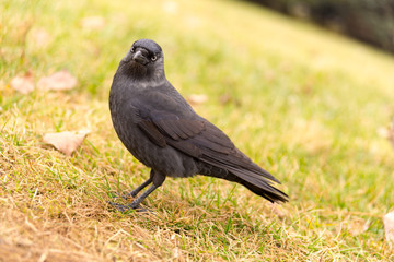 corvus monedula on grass