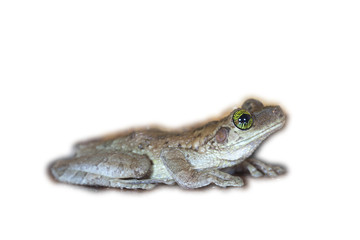 Tropical frog with green eyes against white background