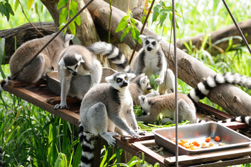 Lemur in open public zoo in Thailand.