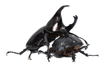 Xylotrupes gideon, Dynastidae