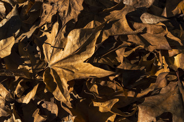 le foglie cadute