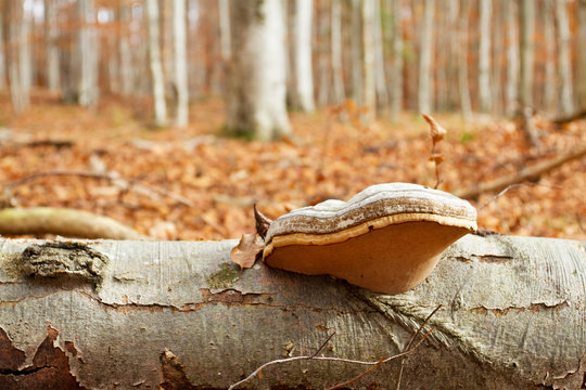 Tinder fungus and autumn forest