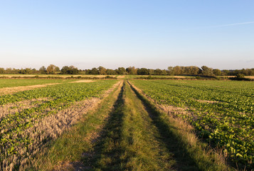 Fototapeta na wymiar Rural Field in the Countryside