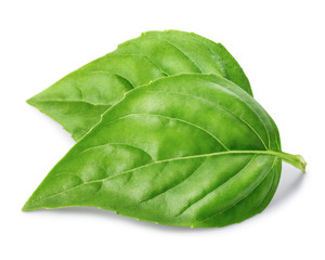 Obraz premium Basil