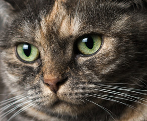 Cat Portrait Close up