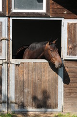 Warmblutstute am Boxenfenster