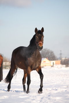 Beautiful bay horse walking in the snow