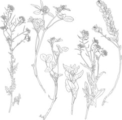 Fototapeta premium Set of line drawing herbs and flowers