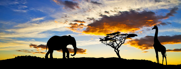 Fototapeta na wymiar elefante y jirafa cara a cara