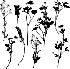 Set of silhouette by herbs and flowers