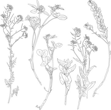 Set of line drawing herbs and flowers