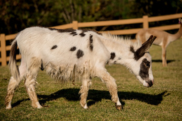 Obraz premium Donkey grazing in a field