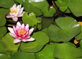 An image of a beautiful pink Nymphaea.