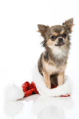 Chihuahua mit Weihnachtsmütze
