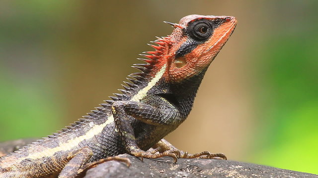 Green crested lizard, black face lizard, tree lizard
