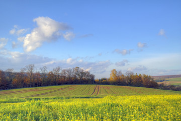 Herbstlandschaft mit bl&uuml;hendem Gelbsenf
