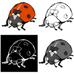 ladybird © Perysty