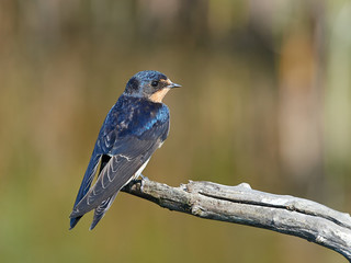 Barn Swallow (Hirundo rustica)