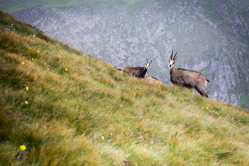 Goats in the mountain